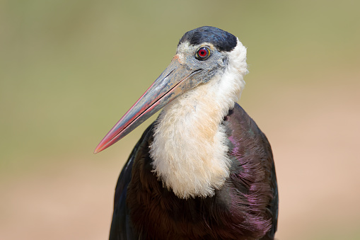 Portrait of beautiful adult Asian woolly-necked stork or Asian woollynecked, low angle view, half shot, in the morning foraging on the agriculture area in nature of tropical dry forest, northeastern Thailand.