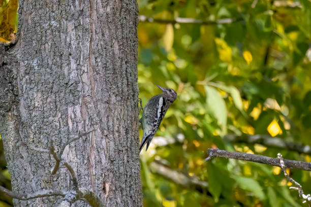 istock The yellow-bellied sapsucker (Sphyrapicus varius) 1734566427