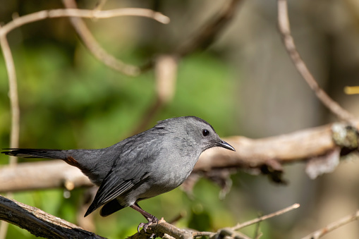 The gray catbird (Dumetella carolinensis). Natural photo from Wisconsin.