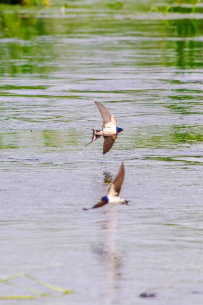 istock Bird - common house martin (Delichon urbicum) in the wild 1734576603