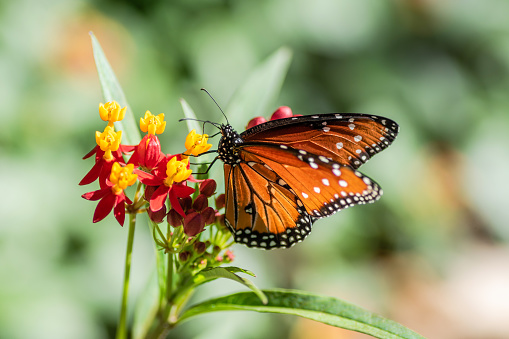 Migrating orange butterflies enjoy feeding on the nectar pollen of all milkweed wildflower garden in Austin, Texas