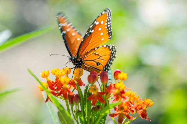 istock Butterflies in fall garden, Austin, Texas 1734585193