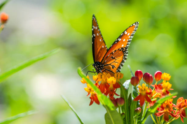 istock Butterflies in fall garden, Austin, Texas 1734585194