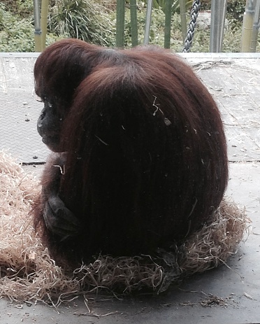 Orangutan Melbourne Zoo