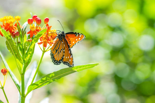 istock Butterflies in fall garden, Austin, Texas 1734587873