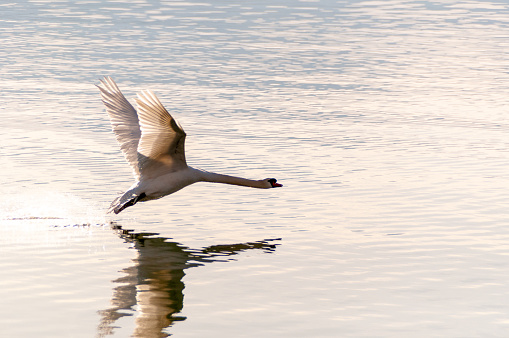 A mute swan flying over Gosforth Park Nature Reserve.