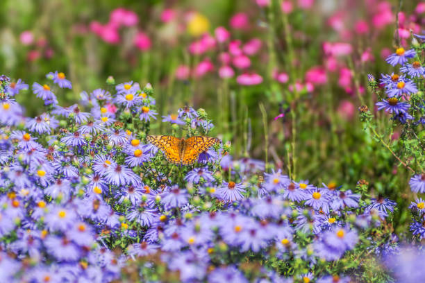 istock Full blooms aster in autumn, Austin, Texas 1734612924