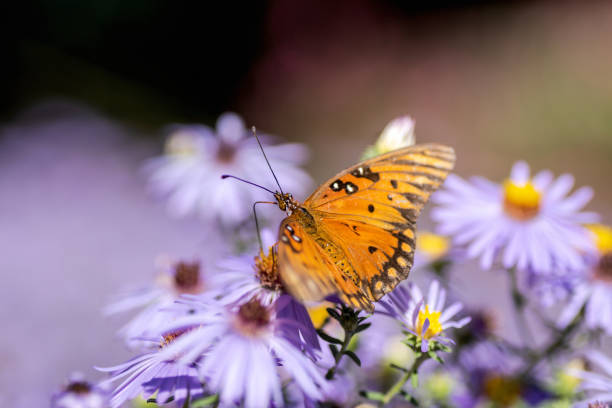istock Full blooms aster in autumn, Austin, Texas 1734615600