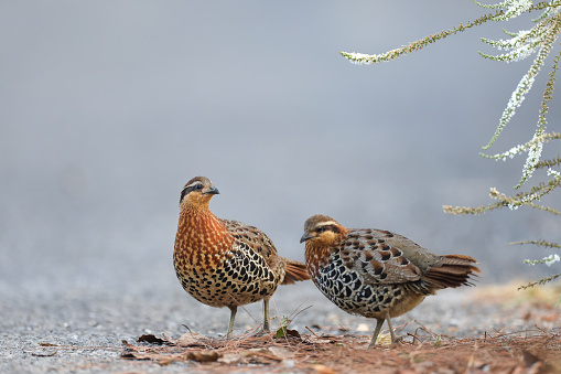 Beautiful partridge bird, a small flock of adult Mountain bamboo partridge, low angle view, front shot, foraging seeds in nature of the foothills with white flower in sidewalk, in tropical moist montane forest, national park in high mountain of northern Thailand.