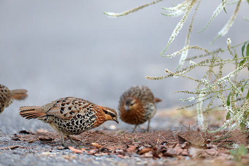 Beautiful partridge bird, a small flock of adult Mountain bamboo partridge, low angle view, front shot, foraging seeds in nature of the foothills with white flower in sidewalk, in tropical moist montane forest, national park in high mountain of northern Thailand.