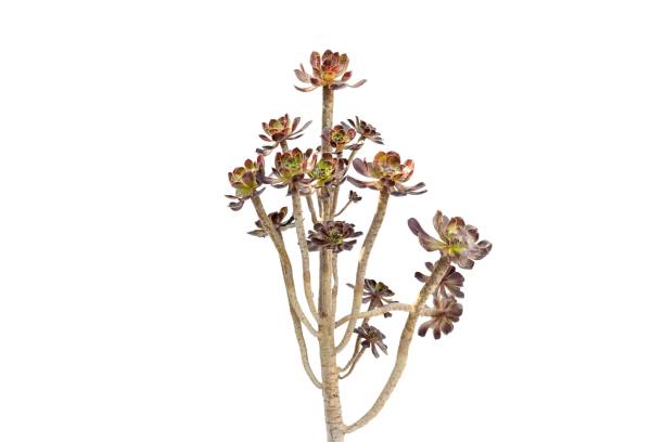 istock Aeonium arboreum tree Irish rose succulent isolated on white background 1734622117