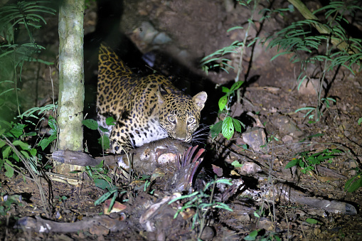 Closed up hunter animal, adult female Leopard, low angle view, front shot, in twilight foraging and exploring in overgrown tropical tree in nature of tropical rainforest, national park in central Thailand.