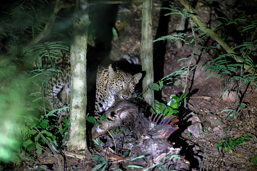 Closed up hunter animal, adult female Leopard, low angle view, front shot, in twilight foraging and exploring in overgrown tropical tree in nature of tropical rainforest, national park in central Thailand.