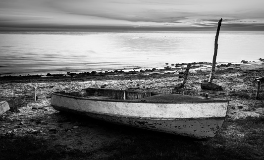 Farming the seas for shrimp trailed by the net and many sea birds in black and white.