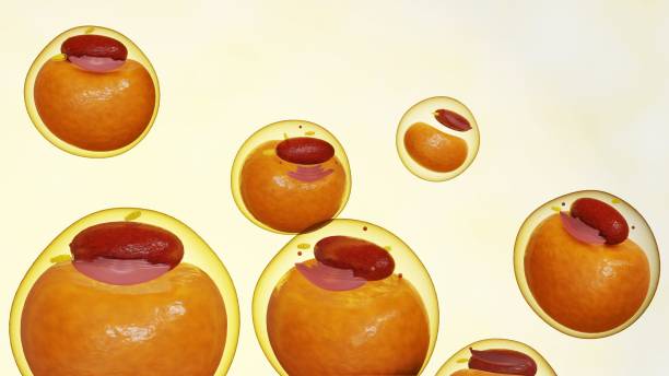 Adipocytes, also known as lipocytes and fat cells. Isolated white adipose cells 3d rendering