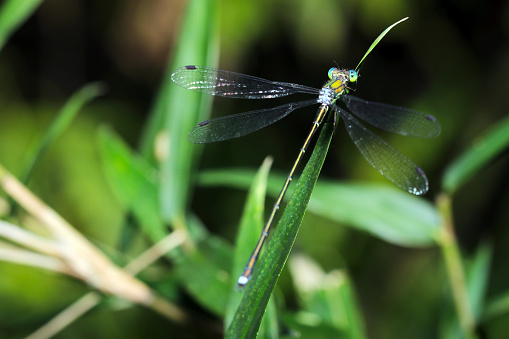 Dragonfly 