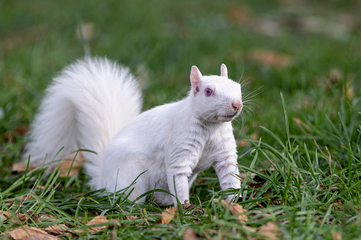 Albino squirrels, which are extremely rare in nature, were found in Washington D.C., United States. It is found in nature with its completely white fur on the National Mall in the city. Albinism is considered a genetic anomaly defined by the complete or partial absence of pigments. Those who live in or visit the Capitol have the privilege of seeing these red-eyed albino or white squirrels born with a 1 in 100,000 chance. Scientists estimate that only 20 of the 2 million squirrel population in the United States are albinos. Experts warn that these unique creatures of nature should be protected in their own environment and not fed by others.