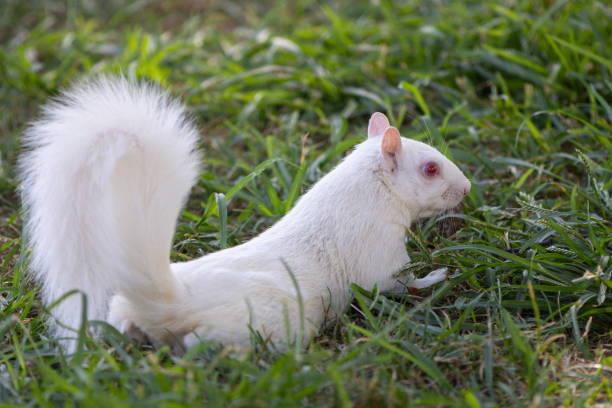 istock White Albino Squirrels of Washington D.C. 1734688116