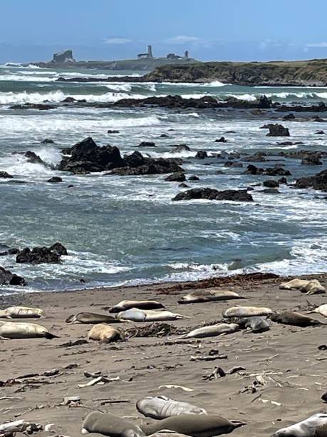 seeelefanten-rookery-strand an der küste kaliforniens in der nähe von san simeon - san simeon stock-fotos und bilder