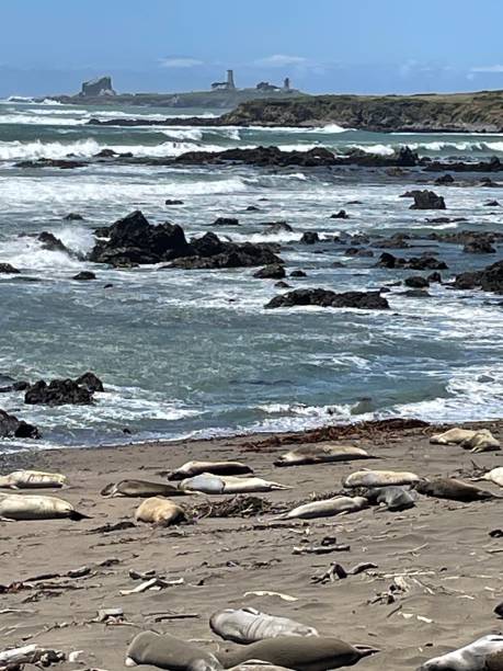 san simeon 근처 캘리포니아 해안의 elephant seal rookery 해변 - san simeon 뉴스 사진 이미지