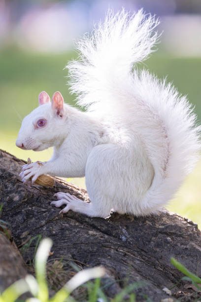 istock White Albino Squirrels of Washington D.C. 1734689262
