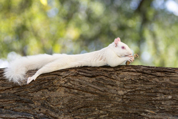 istock White Albino Squirrels of Washington D.C. 1734689298