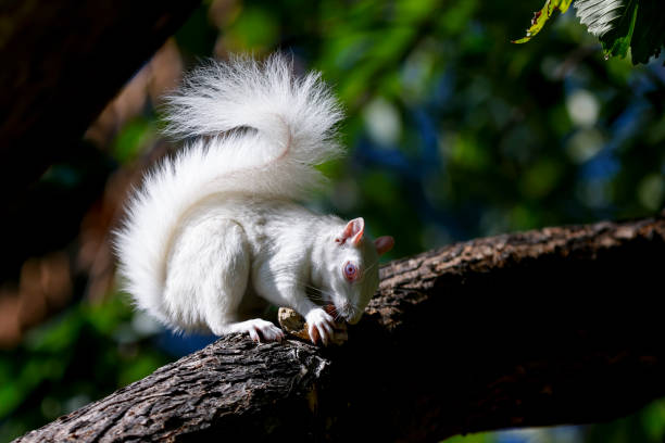 istock White Albino Squirrels of Washington D.C. 1734689821