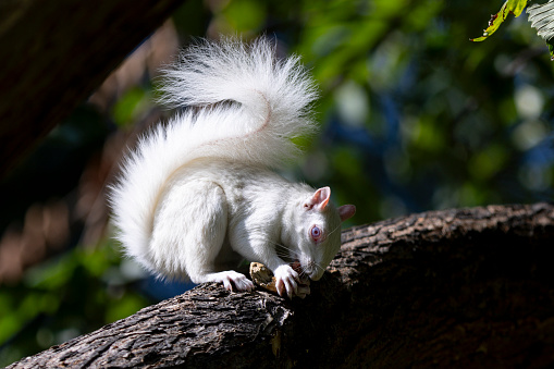 Albino squirrels, which are extremely rare in nature, were found in Washington D.C., United States. It is found in nature with its completely white fur on the National Mall in the city. Albinism is considered a genetic anomaly defined by the complete or partial absence of pigments. Those who live in or visit the Capitol have the privilege of seeing these red-eyed albino or white squirrels born with a 1 in 100,000 chance. Scientists estimate that only 20 of the 2 million squirrel population in the United States are albinos. Experts warn that these unique creatures of nature should be protected in their own environment and not fed by others.