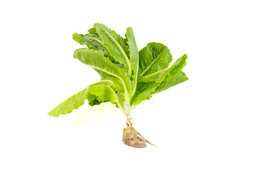 Cos lettuce hydroponic vegetable isolated on white background, fresh salad vegetable vegan food.