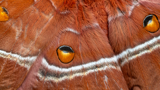 closeup of beautiful brown moth feathers