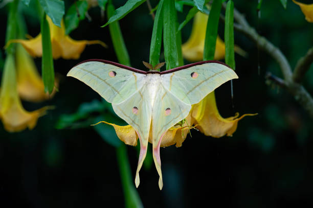 istock A beautiful and rare long-tailed moth. 1734710695