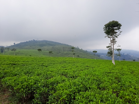Beautiful Views Of Tea Plantations And Hills - Landscape