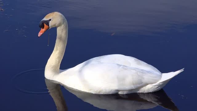 Swan on a tranquil lake in Ireland on an early spring balmy morning