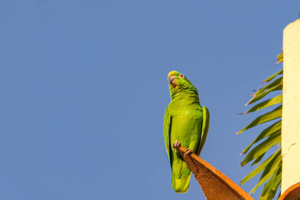 istock Yellow-crowned parrot sitting on a red roof tile against deep blue sky 1734730925