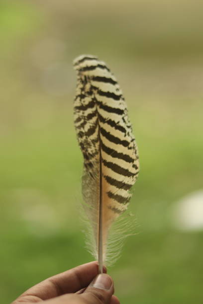 istock A Black and White Feather of an Peacock or peahen  with selective focus in the hand 1734732058