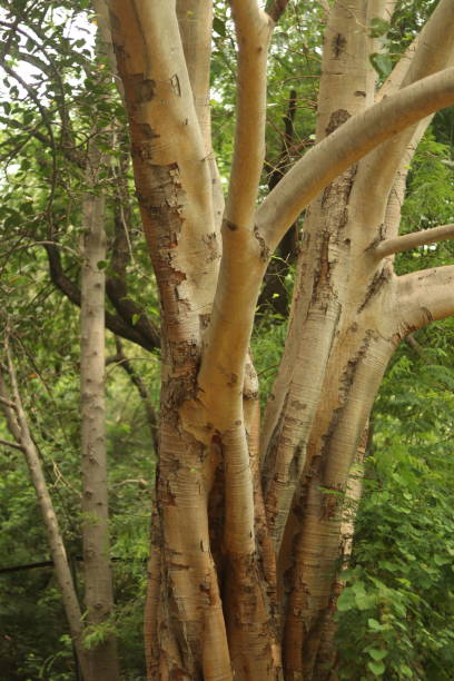 старая ветка дерева без листьев, окруженная зелеными растениями - cypress tree bark tree wood стоковые фото и изображения