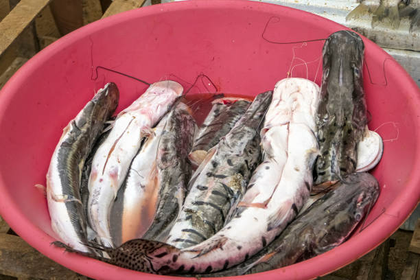 istock Catfishes in a red bowl on a market at Santa Cruz de Mompox, Colombia 1734732736