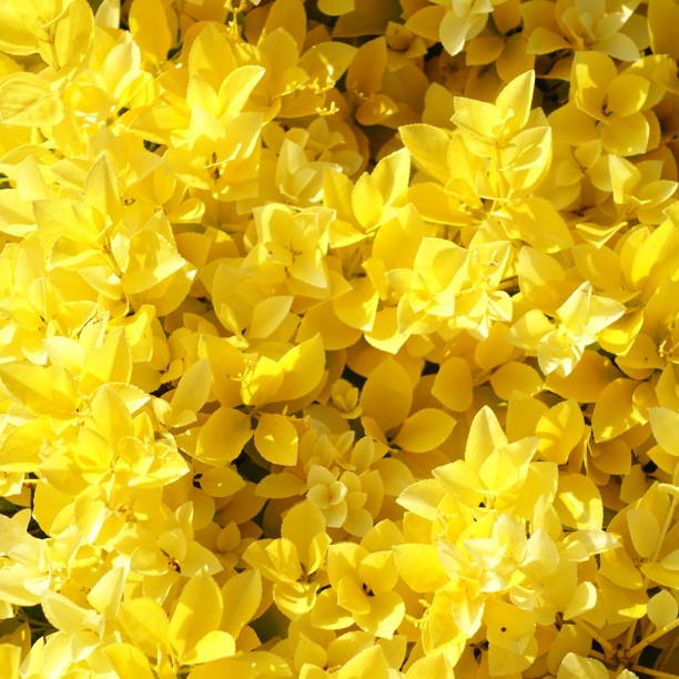 istock Scutellaria masaki 1734735796