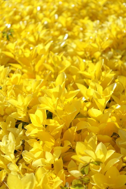 istock Scutellaria masaki 1734735801
