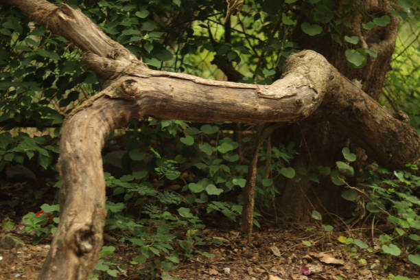 A big Tree branch laying down on the ground making a bench structure with selective focus