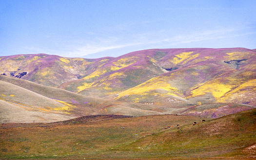 Tejon Pass through the Tehachapi Mountains wildflower superbloom including goldfields, lupines and other wildflowers paints hills in vibrant colors before spring grasses emerge. Viewed from Interstate highway 5, April 1998, scanned film.