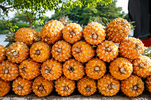 Close-up of stacked yellow-orange colored pineapples in sunshine, trees in background, Santa Cruz de Mompox, Colombia