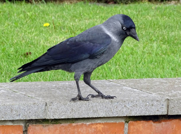 istock Jackdaw bird (Corvus monedula) in a park in Romania 1734769617