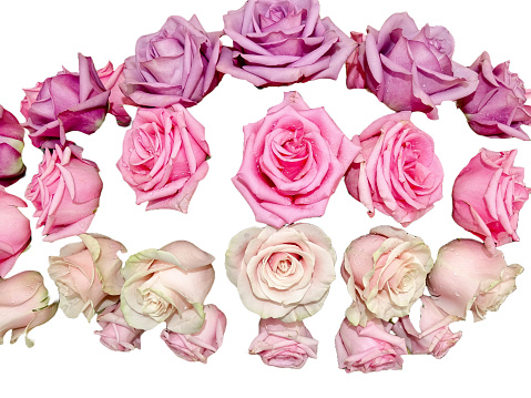 Huge multicolored bouquet of roses isolated on a white background with clipping path