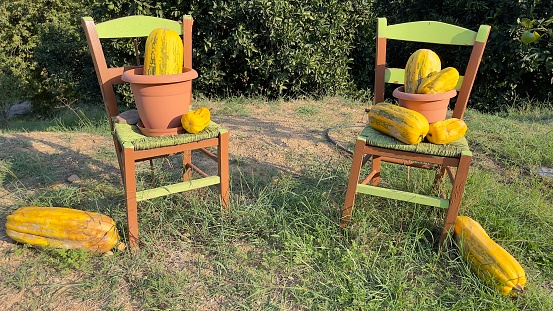 Pumpkins, zucchini, chairs, baskets, green grass, green chairs, decorations, summer, autumn, sunny day
