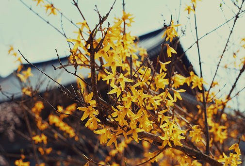 In front of an old temple, yellow forsythia flowers announcing spring