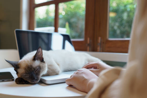 mulher que trabalha em casa com gato. gato dormindo no teclado do laptop. assistant cat working na empresa laptop - domestic cat computer laptop kitten - fotografias e filmes do acervo