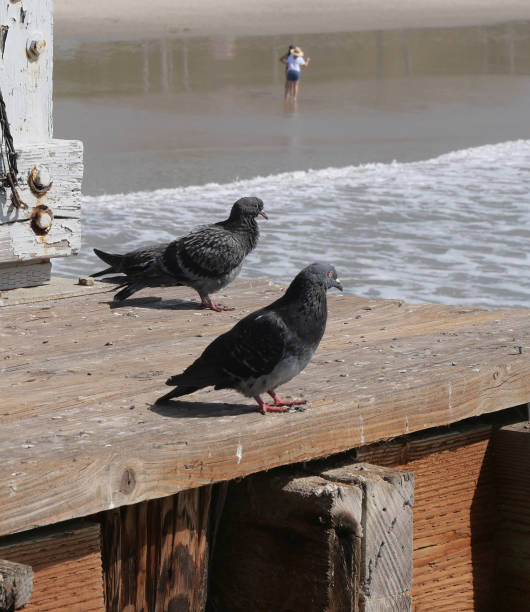 istock Pigeons on the San Clemente Pier in Orange County 1734833433