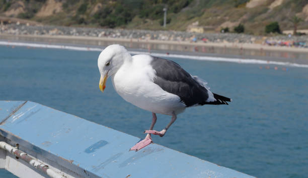 istock Seagull on the San Clemente Pier in Orange County 1734835055