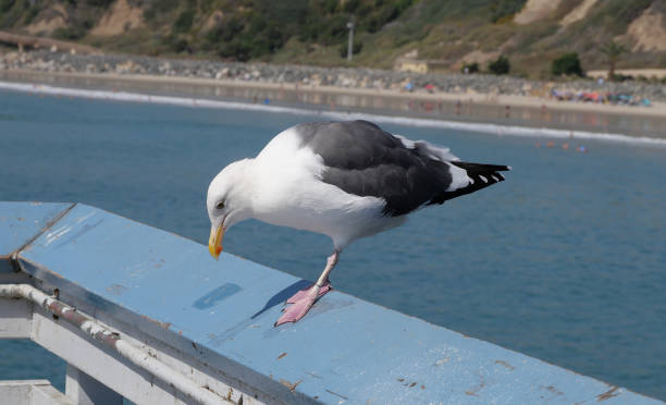istock Seagull on the San Clemente Pier in Orange County 1734835057